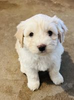 Maltese Puppies for sale in Beulaville, NC 28518, USA. price: NA