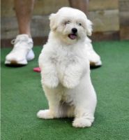 Maltese Puppies for sale in New York, NY 10011, USA. price: NA