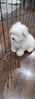 Maltese Puppies for sale in Norwalk, CT 06854, USA. price: NA