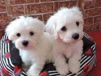 Maltese Puppies for sale in 2110 N Yarbrough Dr, El Paso, TX 79925, USA. price: NA