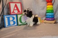 Maltese Puppies for sale in Waynesville, MO 65583, USA. price: NA