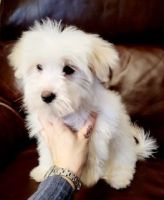 Maltese Puppies for sale in Lowell, MA 01851, USA. price: NA