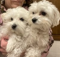 Maltese Puppies for sale in Butler, IN 46721, USA. price: NA