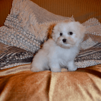 Maltese Puppies for sale in Chico, TX 76431, USA. price: NA