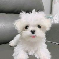Maltese Puppies for sale in Kennedale, TX, USA. price: NA