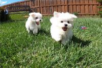 Maltese Puppies for sale in Montgomery, AL 36104, USA. price: NA