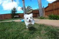 Maltese Puppies for sale in Juneau, AK 99801, USA. price: NA