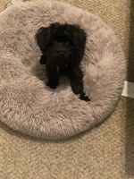 Maltese Puppies for sale in Lewisville, TX, USA. price: NA