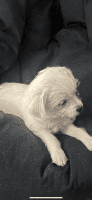 Maltese Puppies for sale in Ontario, CA 91764, USA. price: NA
