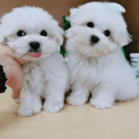 Maltese Puppies for sale in Chicago, IL, USA. price: NA