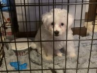 Maltese Puppies for sale in Paulsboro, NJ 08066, USA. price: NA