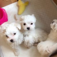 Maltese Puppies for sale in Chicago, IL, USA. price: NA