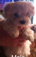Maltese Puppies for sale in West Farmington, OH 44491, USA. price: NA