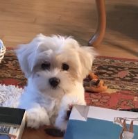 Maltese Puppies for sale in Fort Myers, FL, USA. price: NA