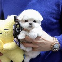 Maltese Puppies for sale in San Diego, CA, USA. price: NA