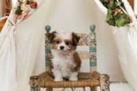 Maltese Puppies for sale in Bourbon, IN 46504, USA. price: NA
