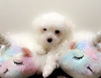 Maltese Puppies for sale in Hyde Park, Chicago, IL, USA. price: NA