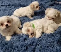 Maltese Puppies for sale in Denver, CO, USA. price: NA