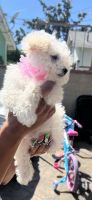 Maltese Puppies for sale in Long Beach, CA 90805, USA. price: NA