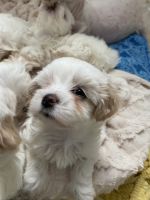 Maltese Puppies for sale in Twin Falls, ID, USA. price: NA