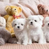 Maltese Puppies for sale in Los Angeles, CA, USA. price: NA