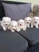 Maltese Puppies for sale in California, MD, USA. price: NA