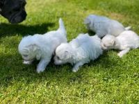 Maltese Puppies for sale in Hickory, NC, USA. price: NA