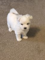 Maltese Puppies for sale in Southern Pines, NC, USA. price: NA