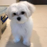 Maltese Puppies for sale in New York, NY, USA. price: NA