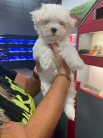 Maltese Puppies for sale in Spring, TX 77373, USA. price: NA