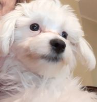 Maltese Puppies for sale in Conshohocken, PA 19428, USA. price: NA