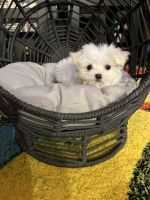 Maltese Puppies for sale in Sacramento, CA, USA. price: NA