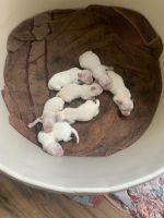 Maltese Puppies for sale in Grand Prairie, TX 75051, USA. price: NA