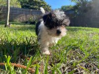 Maltese Puppies for sale in Orlando, FL, USA. price: NA