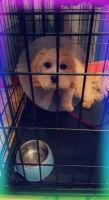 Maltese Puppies for sale in East Irondequoit, Irondequoit, NY, USA. price: NA