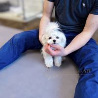 Maltese Puppies for sale in Queens, NY 11106, USA. price: NA