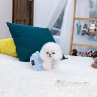 Maltese Puppies for sale in Queens, NY 11106, USA. price: NA