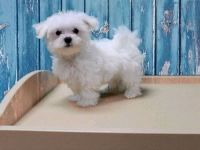 Maltese Puppies for sale in San Diego, CA 92103, USA. price: NA