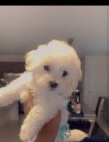 Maltese Puppies for sale in Fort Pierce, FL, USA. price: NA