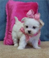 Maltese Puppies for sale in 3770 Stauss Ct, Antelope, CA 95843, USA. price: NA