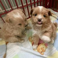 Maltese Puppies for sale in California City, CA, USA. price: NA