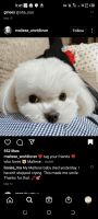 Maltese Puppies for sale in Jacksonville, NC, USA. price: NA
