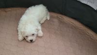 Maltese Puppies for sale in Angier, NC 27501, USA. price: NA