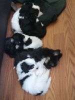 Maltese Puppies for sale in Flint, MI, USA. price: NA