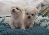 Maltese Puppies for sale in St. Petersburg, FL 33702, USA. price: NA