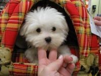 Maltese Puppies for sale in Atlanta, GA, USA. price: NA