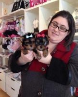 Maltese Puppies for sale in Atlanta, GA, USA. price: NA