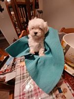 Maltese Puppies for sale in Pascagoula, MS, USA. price: NA