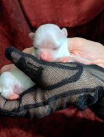 Maltese Puppies for sale in Calhoun, GA, USA. price: NA