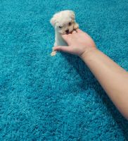 Maltese Puppies for sale in Mineral Wells, WV 26150, USA. price: NA